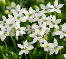 Izotoma nadwodna Alba Isotoma fluviatilis