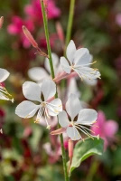 Gaura Flamingo White Gaura lindheimeri 1l