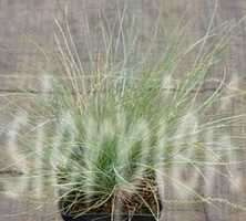 Kostrzewa sina Blue Select Festuca Glauca 9