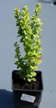 Berberys Thunberga Erecta Berberis Thunbergii 1l
