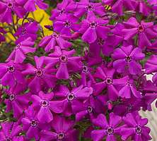 Floks Szydlasty Spring Hot Pink Phlox subulata 9