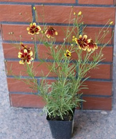 Nachyłek okółkowy Bengal Tiger Coreopsis Verticilata 9