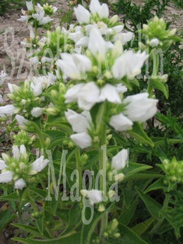 Dzwonek skupiony Alba Campanula Glomerata 9 