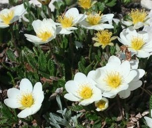 Dębik ośmiopłatkowy Dryas octopetala 1l