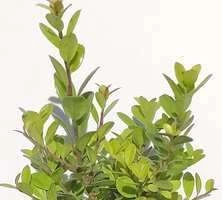 Ostrokrzew karbowanolistny Golden gem Ilex crenata 1l