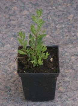 Lawenda Wąskolistna Thumbelina Leigh Lavandula Angustifolia 9