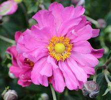 Zawilec Japoński Margarete Anemone Hupehensis