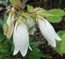 Dzwonek kropkowany Alba Campanula punctata