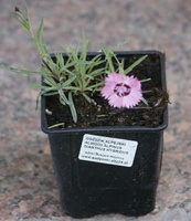 Goździk alpejski Alwodii Dianthus alpinus