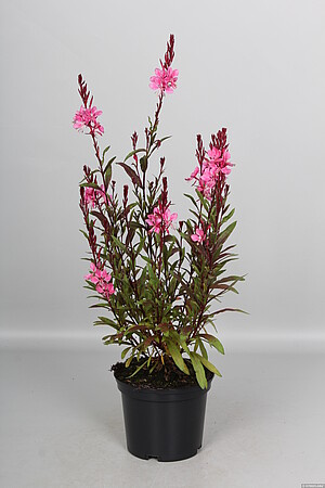 Gaura Flamingo Pink Gaura lindheimeri 1l