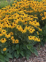 Rudbekia Błyskotliwa Goldstrum Rudbeckia Fulgida 9