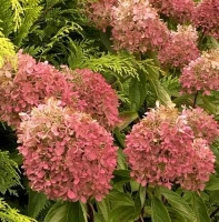 Hortensja bukietowa Vanille Fraise Hydrangea paniculata 1l