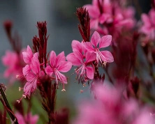 Gaura Baby Butterfly Dark Pink Gaura lindheimeri