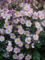 Zawilec Serenade Anemone hybrida