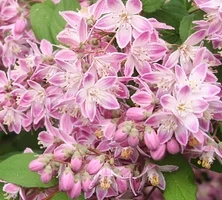Żylistek Tourbillon Rouge Deutzia magnifica 1l