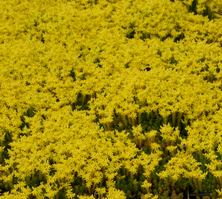 Rozchodnik ościsty Sedum refleksum (rupestre) 
