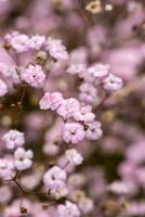 Gipsówka Rosenschleier Gypsophila hybride