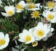 Dębik ośmiopłatkowy Dryas octopetala 1l