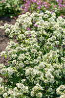 Jarzmianka Astra White Astrantia hybrida 0,5l - 1l