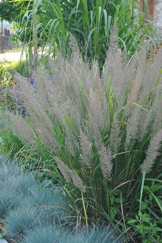 Trzcinnik krótkowłosy Calamagrostis brachytricha 1l
