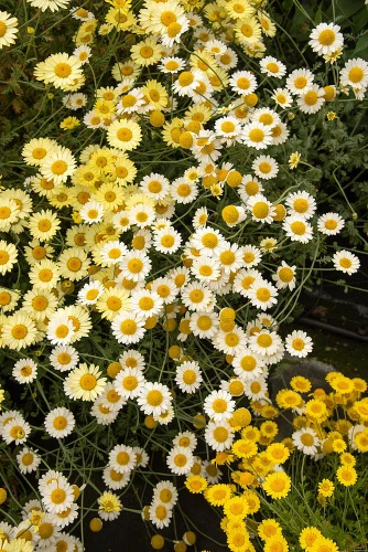 Rumian żółty Sauce Hollandaise Anthemis tinctoria