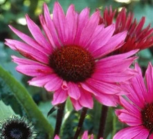 Jeżówka Fatal Attraction Echinacea