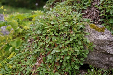 Dębik ośmiopłatkowy Dryas octopetala 1l