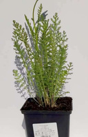 Krwawnik Credo Achillea 1l