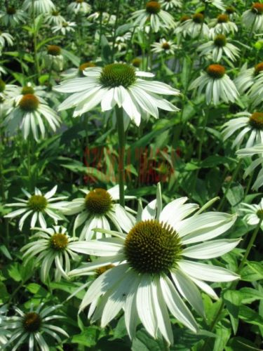 Jeżówka purpurowa White Swan Echinacea purpurea