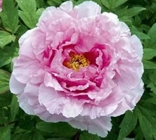 Piwonia drzewiasta Fen er qiao Paeonia suffruticosa 2l