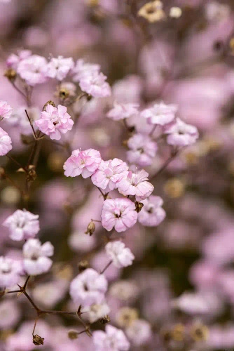 Gipsówka Rosenschleier Gypsophila hybride