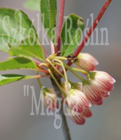 Enkiant Dzwonkowaty Enkianthus campanulatus 0,5 - 1l