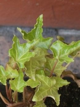 Bluszcz pospolity Crispa Hedera helix 9