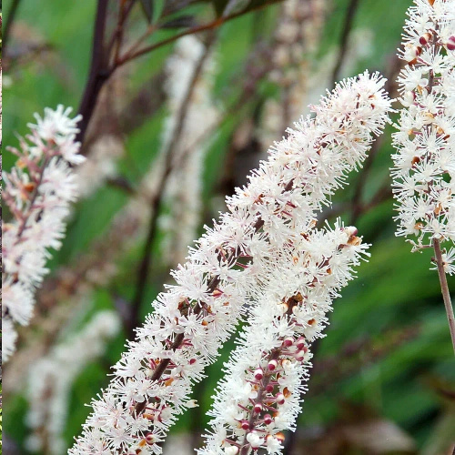 Pluskwica, Świecznica prosta Black Negligee Actaea simplex