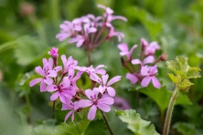 Bodziszek Pinki Pinks Geranium hybrida
