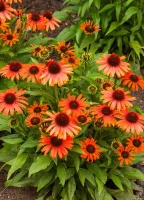Jeżówka Orange Skipper Echinacea