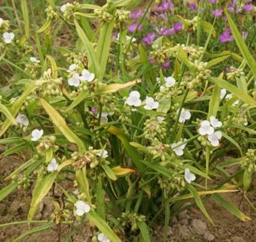 Trzykrotka ogrodowa biała Tradescantia Andersoniana 2l 