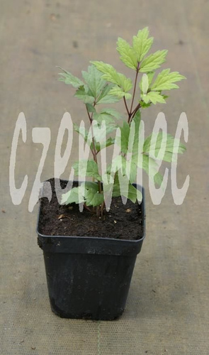 Pluskwica, Świecznica prosta Black Negligee Actaea simplex