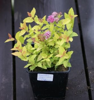 Tawuła japońska Golden Princess Spiraea japonica 1l
