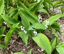 Konwalia majowa Rosea Convallaria majalis