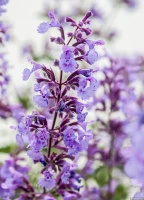 Kocimiętka Fasena Walker's Low Nepeta Faassenii 9