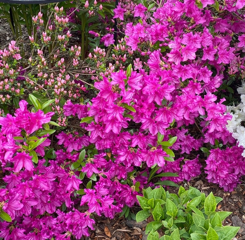 Azalia japońska Blaue Donau Azalea japonicum 1l