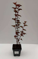 Pęcherznica kalinolistna Zdechovice Physocarpus opulifolius 1l