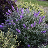 Budleja Dawida Lavender Cupcake Buddleja Davidii 1l