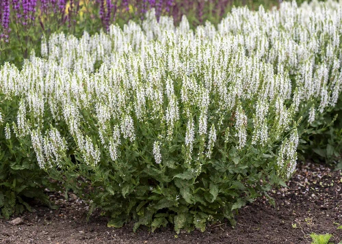 Szałwia omszona Alba (Adrian) Salvia nemorosa