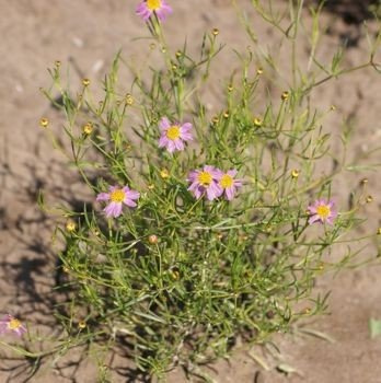 Nachyłek różowy American Dream Coreopsis rosea 9