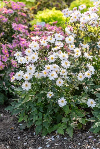 Zawilec Garden Breeze Pink Touch Anemone Hybrida