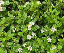 Irga dammera  Coral Beauty Cotoneaster Radicans Dammerii 9-1l