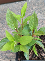 Hortensja bukietowa Little Fresco Hydrangea paniculata 1l