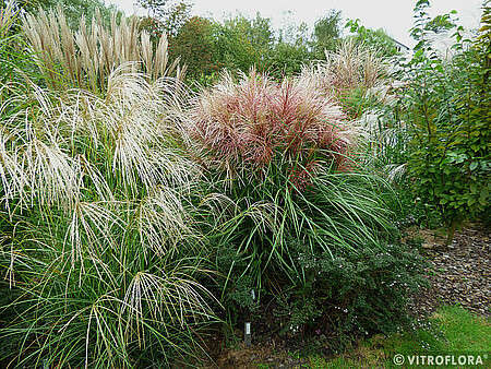 Miskant Chiński Polonus Miscanthus Sinensis1l